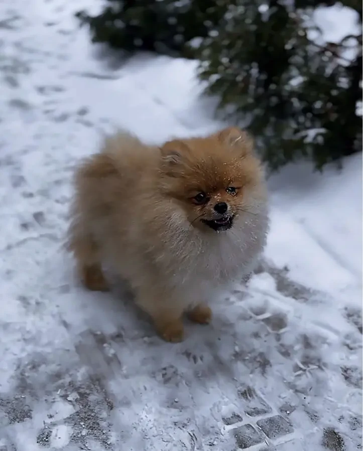 Померанский шпиц 2