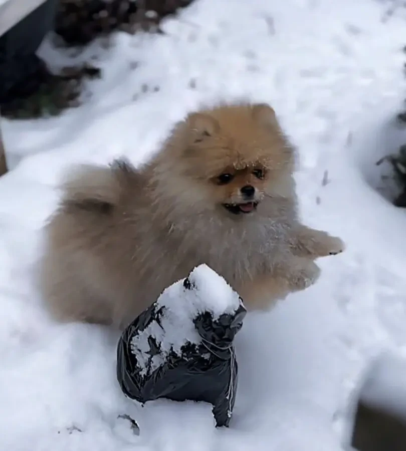 Померанский шпиц 4