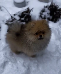 Померанский шпиц