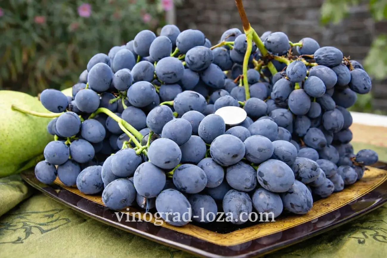 Свіжий виноградний сік з власного виноградника 2