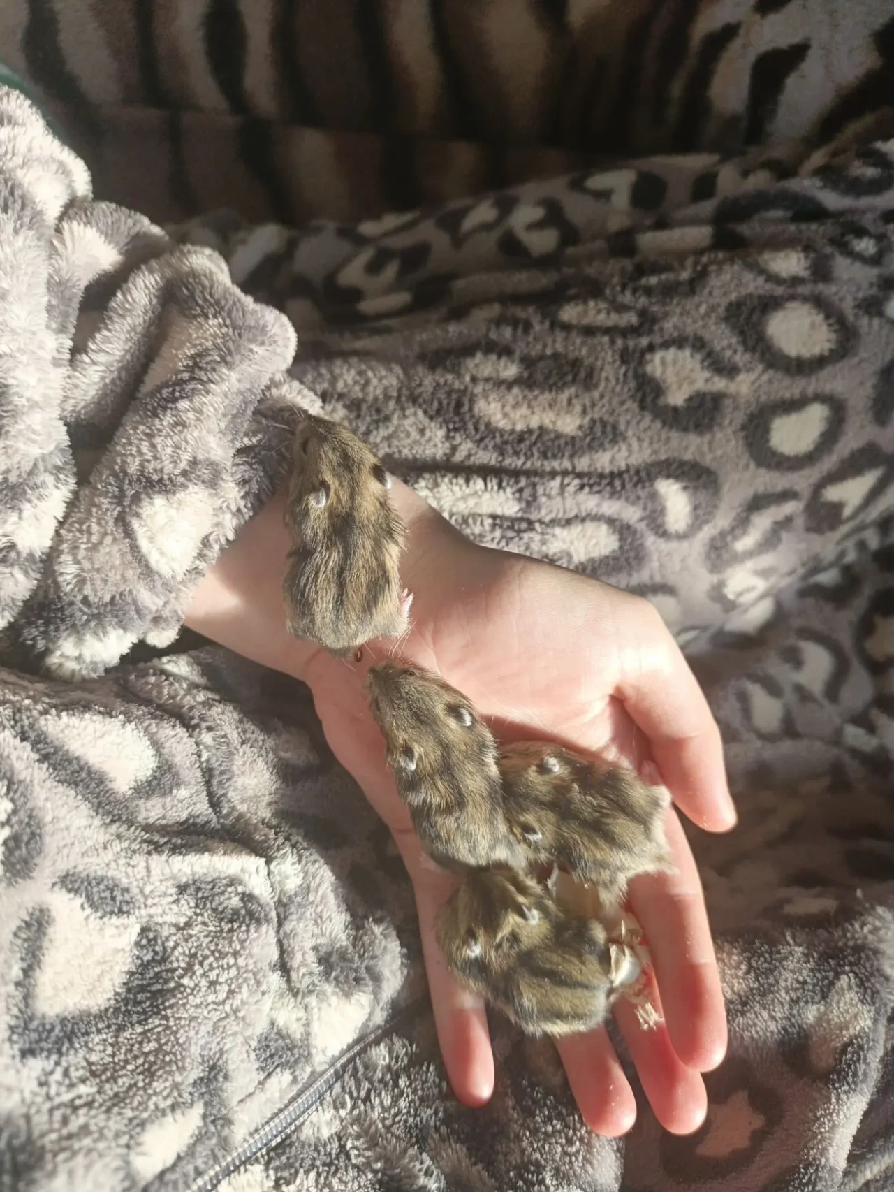 Продам хомячат джунгарских 3