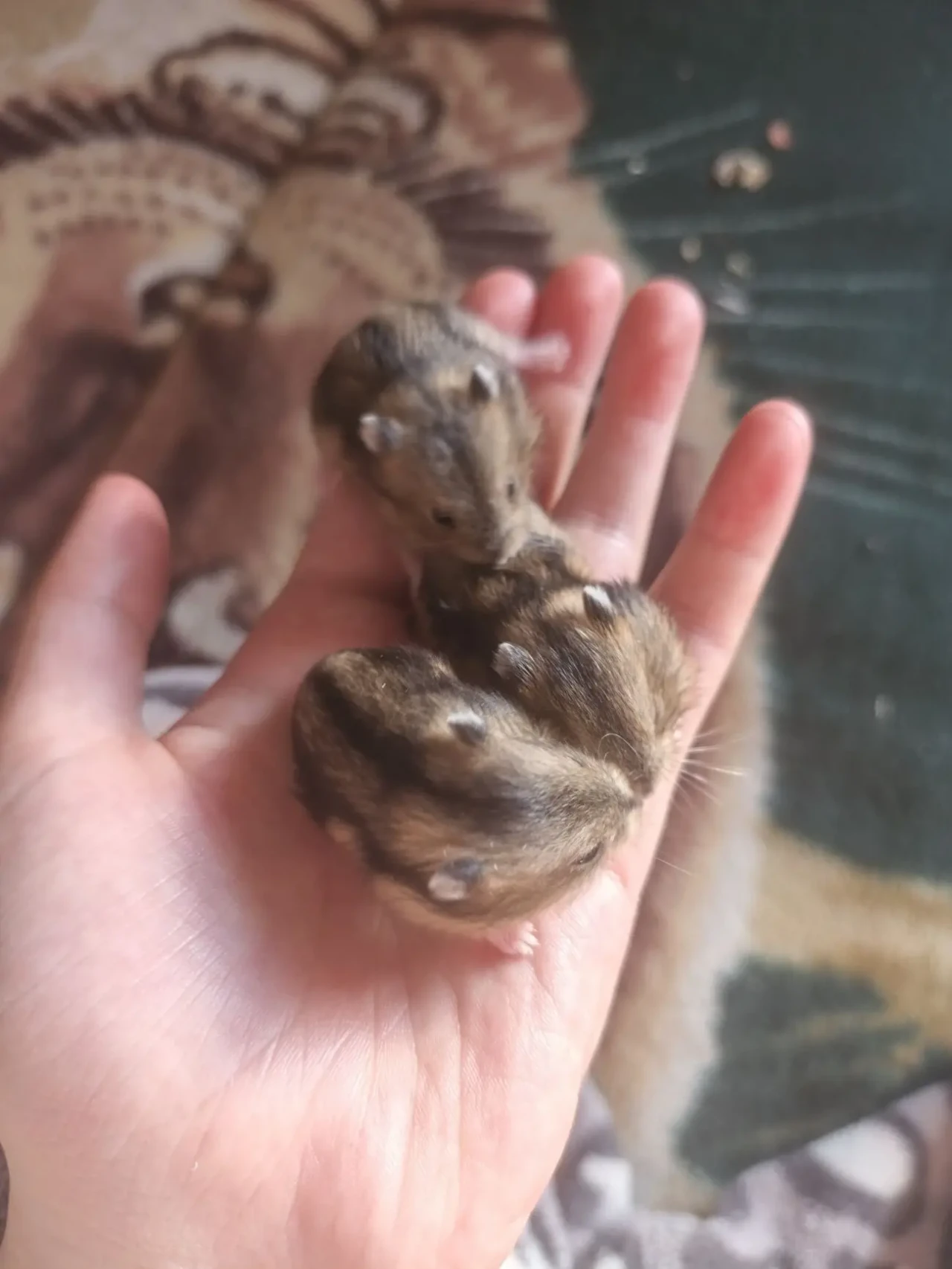 Продам хомячат джунгарских 4