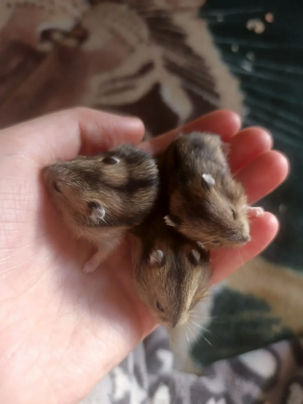 Продам хомячат джунгарских 5