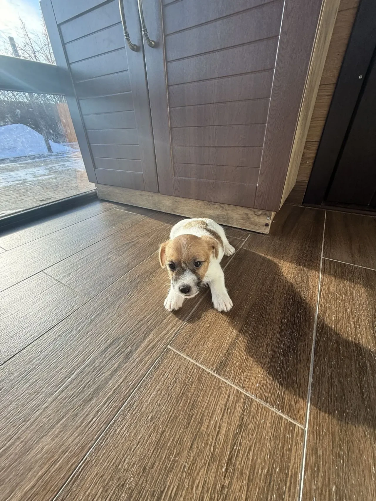 Цуценята Джек Рассел Терьер 2