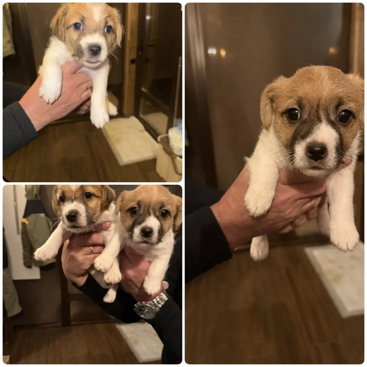 Цуценята Джек Рассел Терьер 5