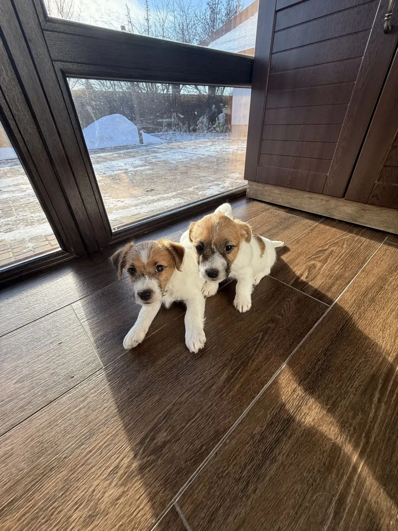 Цуценята Джек Рассел Терьер 4