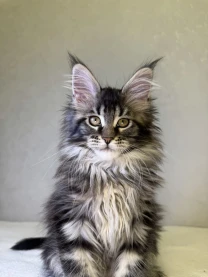 Мейн кун дівчинка