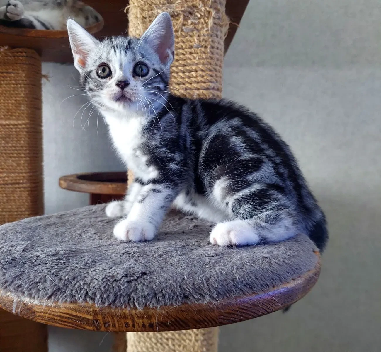 Американська короткошерста. Кошенята.  Раннє бронювання 8