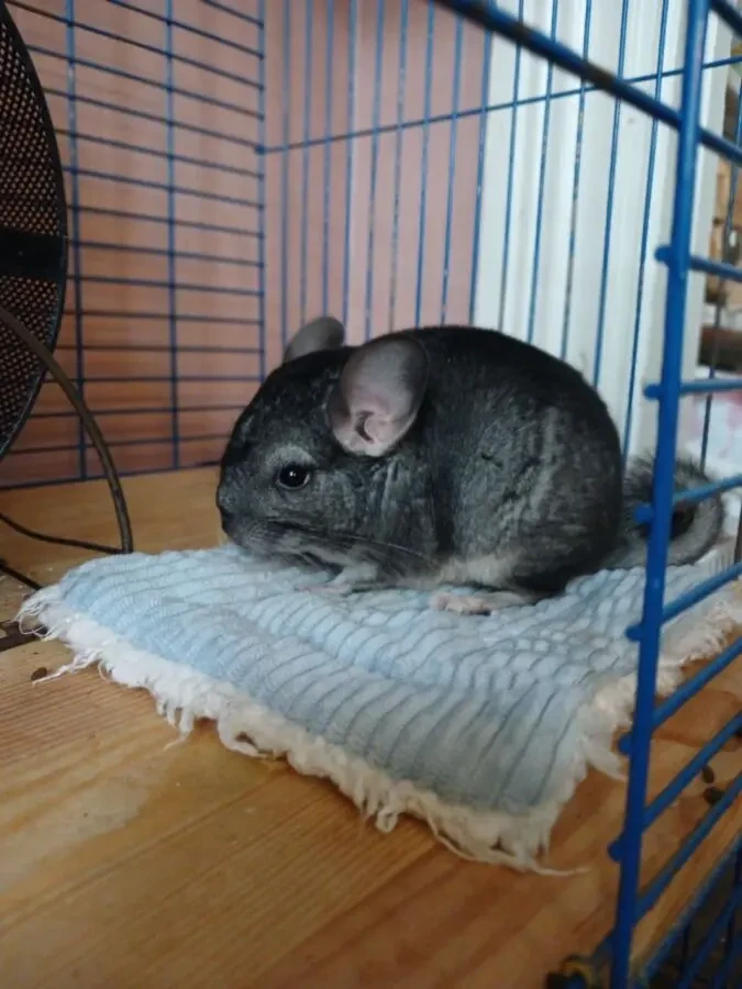 Продам шиншилу хлопчик