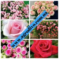 Саджанці троянд кущові, плетисті, почвопок, розы англійські 300 сортів