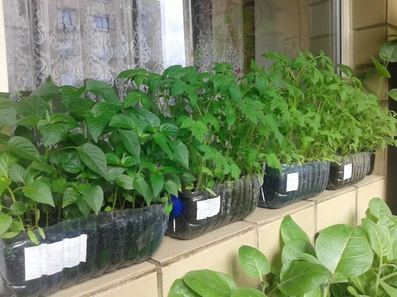 Рассада помидор, перец.