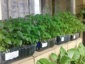 Рассада помидор, перец.