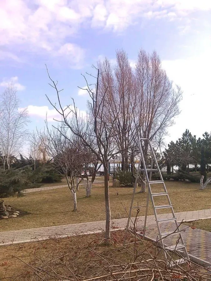 Обрезка деревьев и кустарников Каменское 4