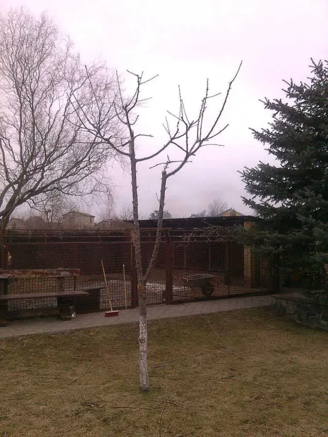 Обрезка деревьев и кустарников Каменское 3