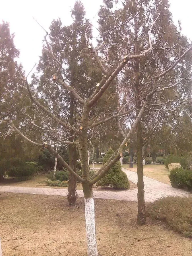 Обрезка деревьев и кустарников Каменское 6