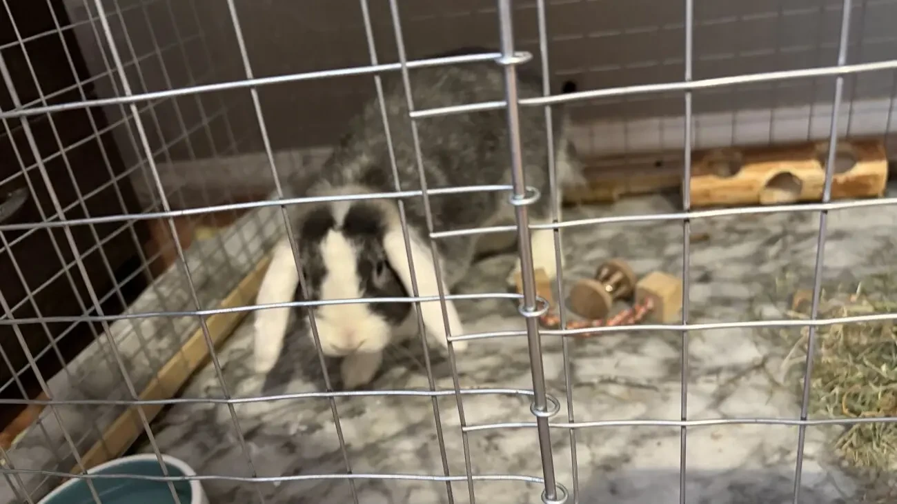 Декоративний кролик дівчинка 2