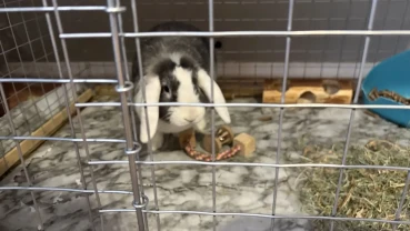 Декоративний кролик дівчинка