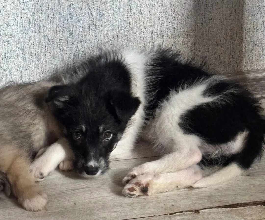 3 дівчинки цуценя шукають родину 10