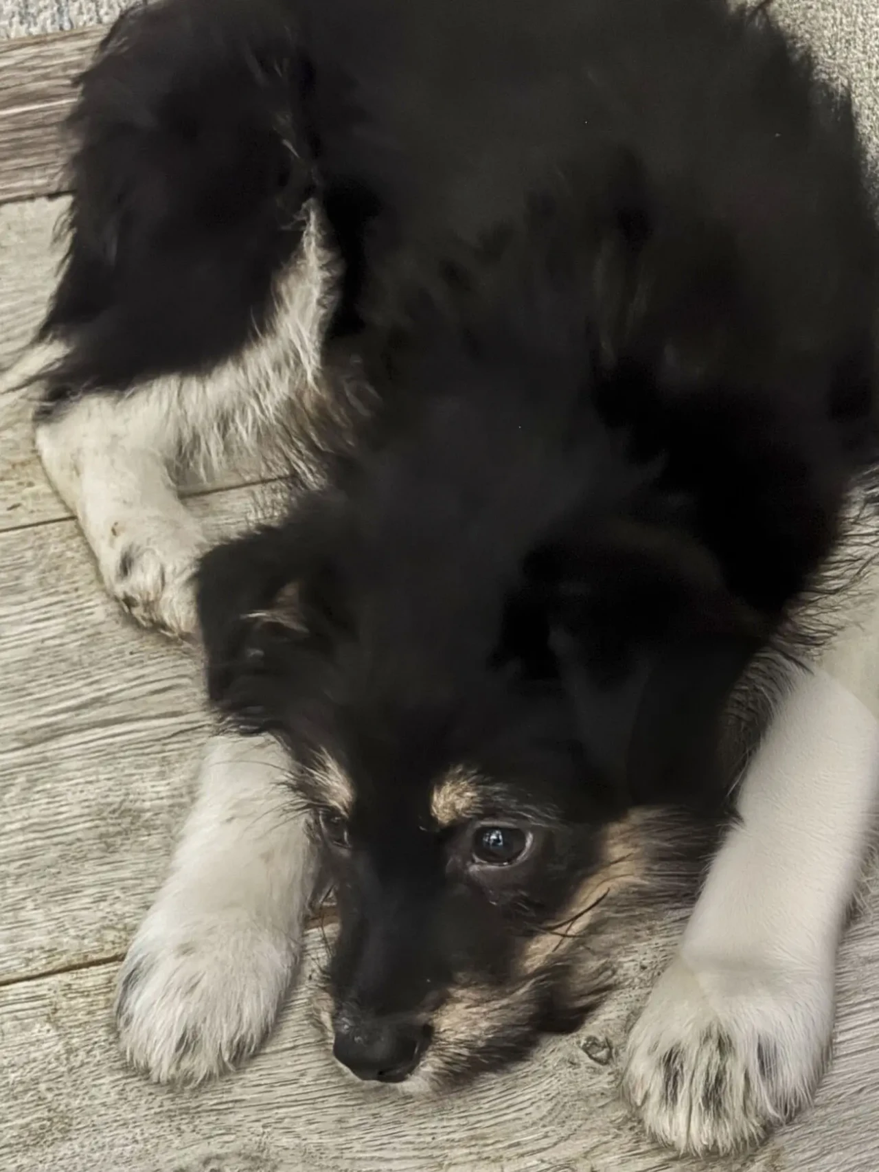 3 дівчинки цуценя шукають родину 2