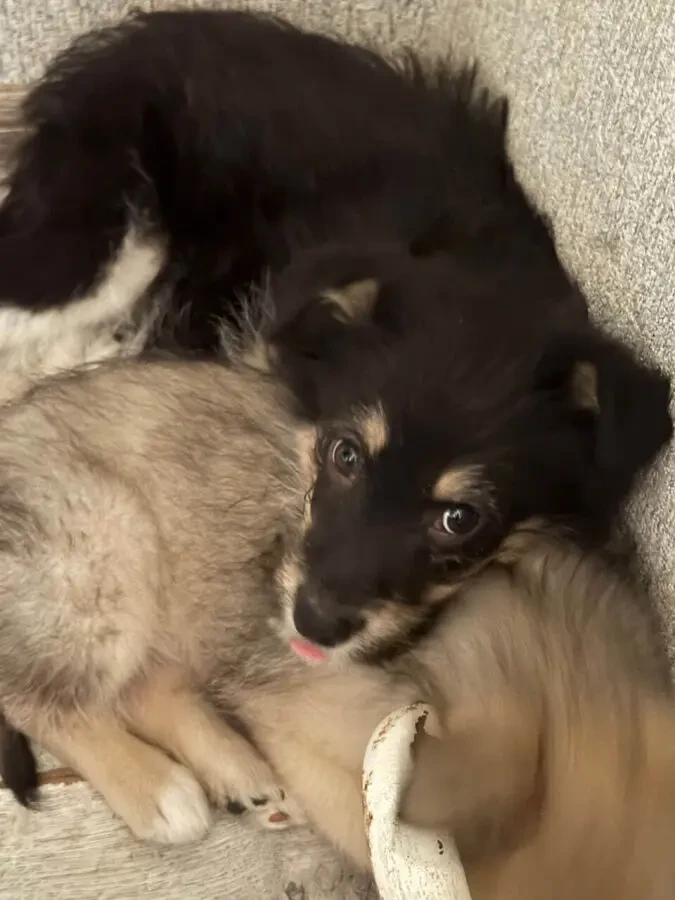 3 дівчинки цуценя шукають родину 9