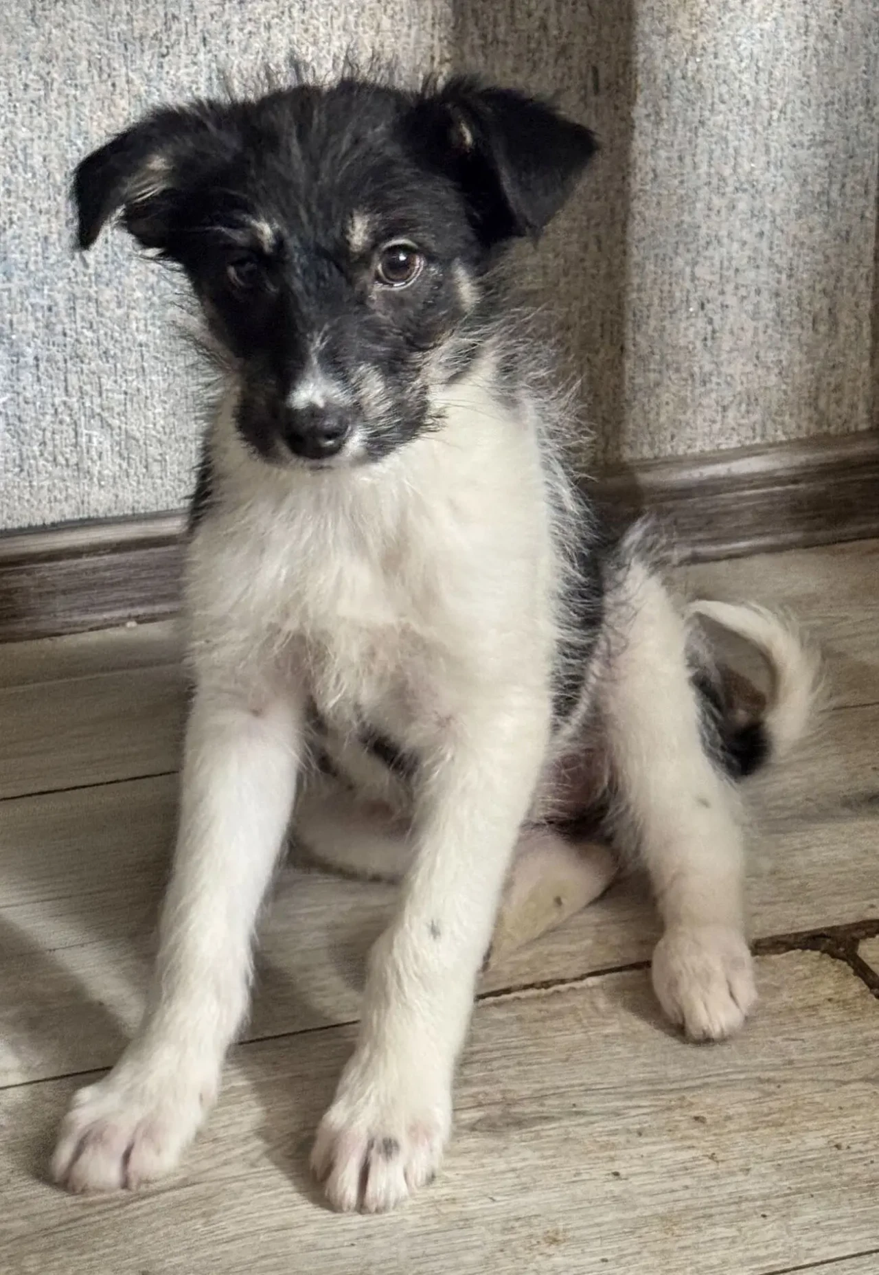 3 дівчинки цуценя шукають родину 4