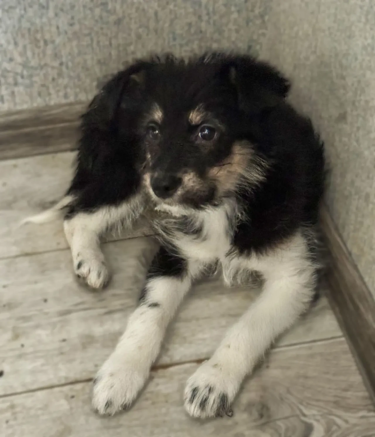 3 дівчинки цуценя шукають родину 3