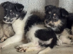 3 дівчинки цуценя шукають родину