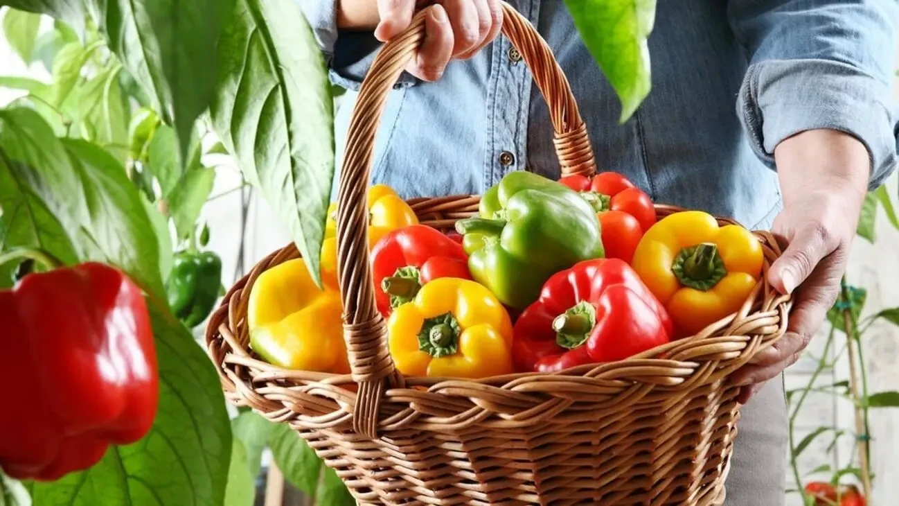 Семена перец Арчи ранній 1грам