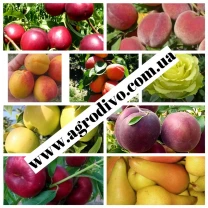 Розплідник реалізує саджанці дерев, чагарників, троянд на ВЕСНУ 2026