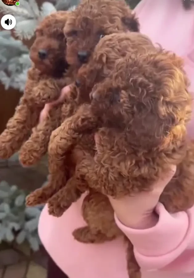 Цуценята. Той пудель. Документи, щеплення 2