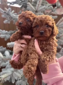 Цуценята. Той пудель. Документи, щеплення