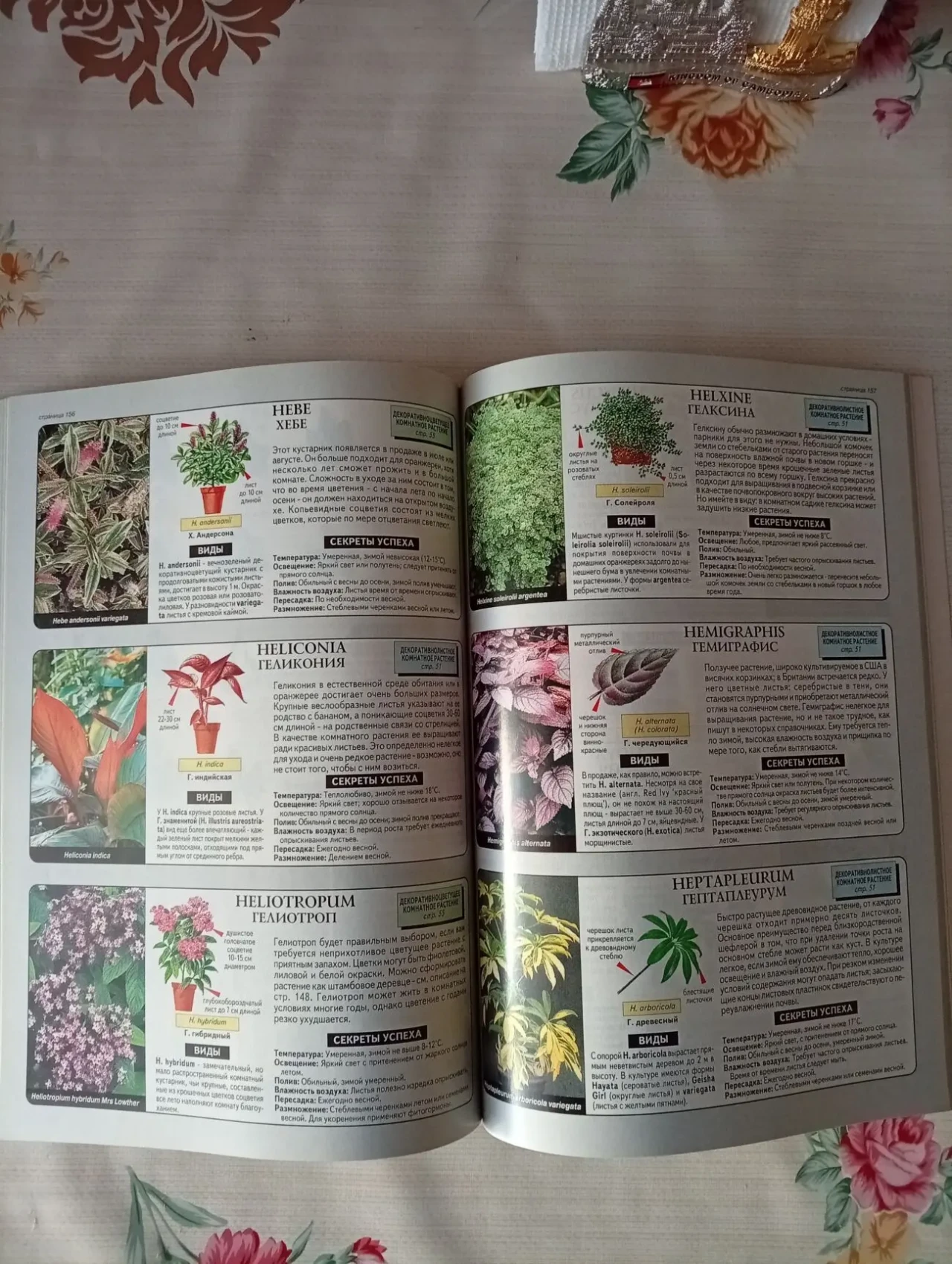 Большая иллюстрированная энциклопедия Все о комнатных растениях 6