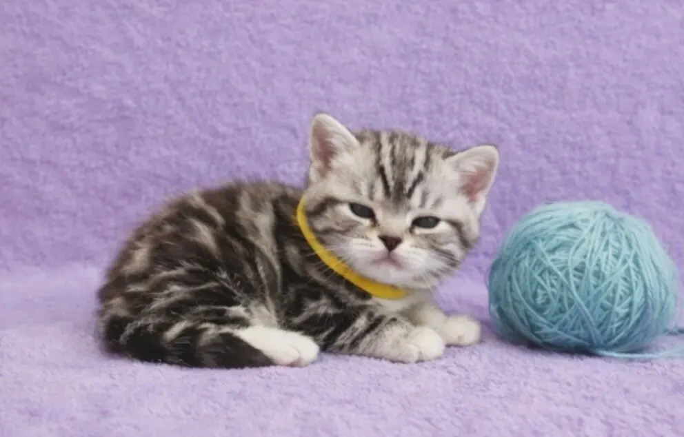 Американська короткошерста дівчинка ПАУЛА.  РЕЗЕРВУВАННЯ 5
