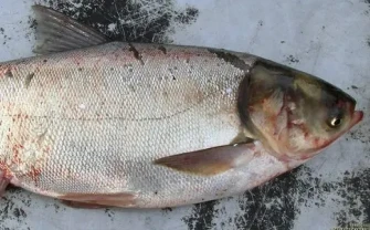 Куплю товстолоб по Україні. Гурт. Самовивіз. Розрахунок готівка.