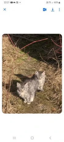 шукають господарів і затишну домівку