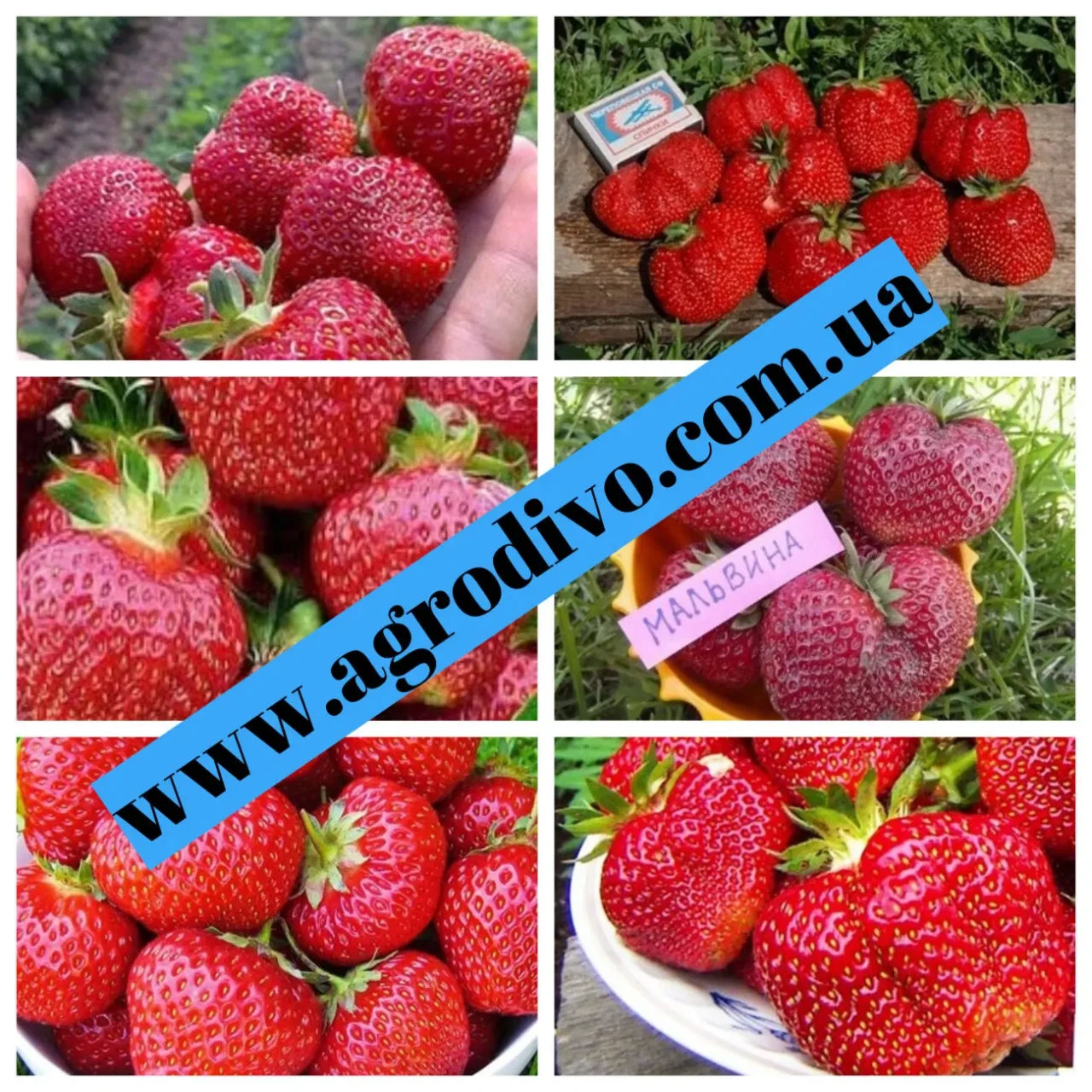 Продажа саженцев оптом и в розницу. ПИТОМНИК АГРОДИВО 2