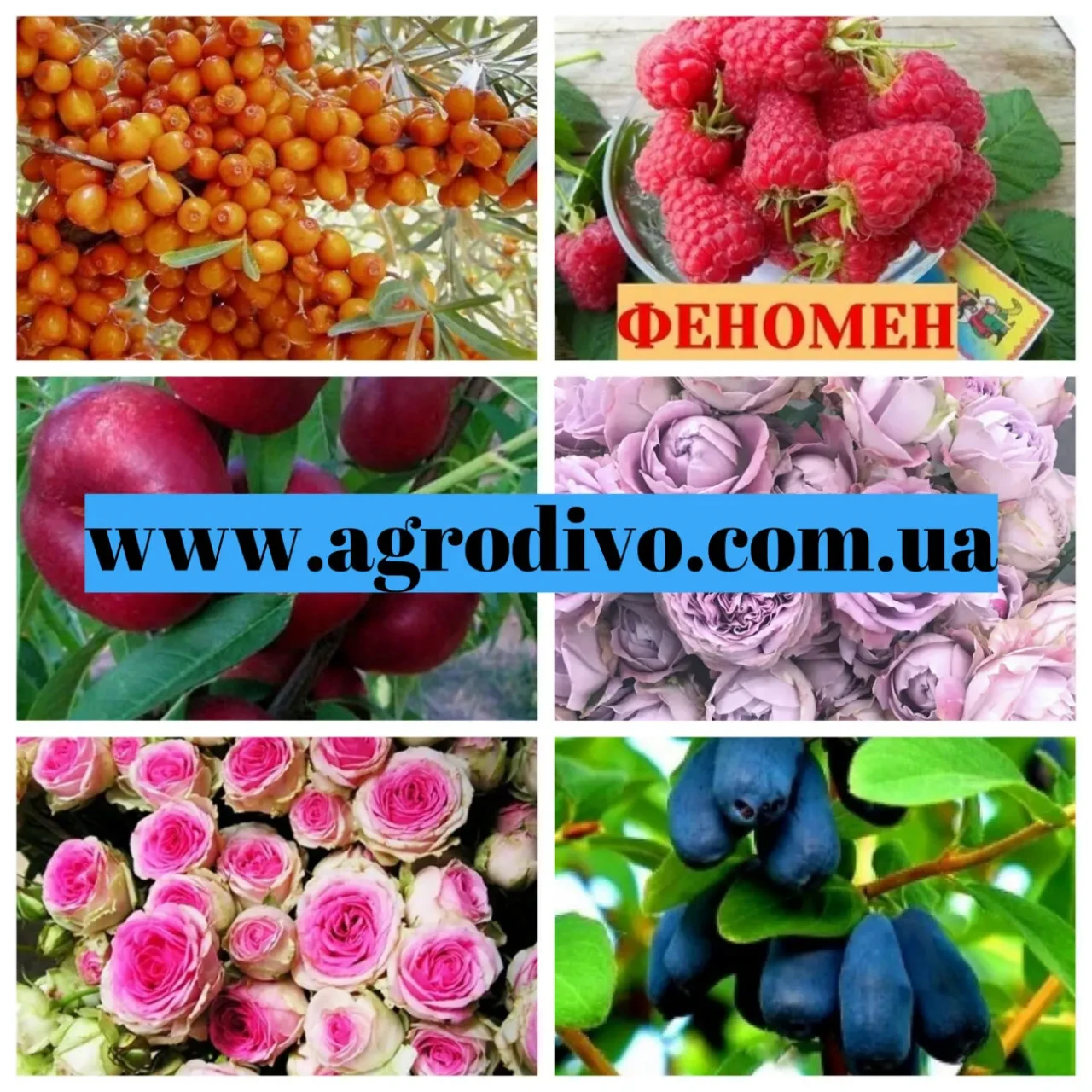 Яблони, груши, сливы, персики, смородина, малина оптом и в розницу