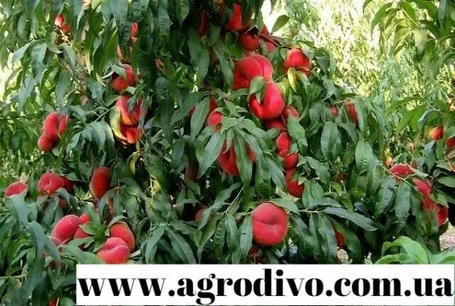 Питомник Агродиво реализует собственную продукцию, более 900 сортов 2