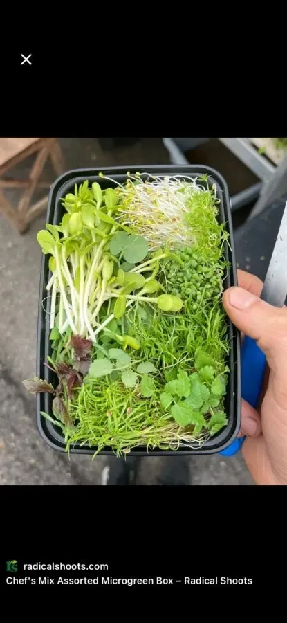 Домашня мікрозелень 4