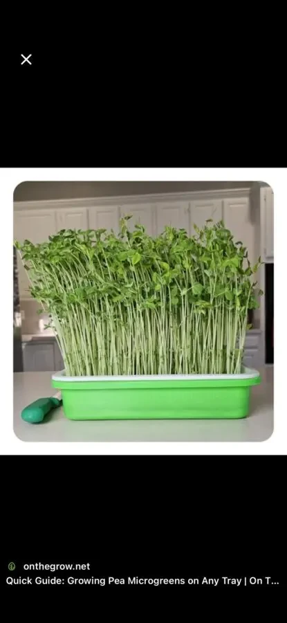 Домашня мікрозелень 3