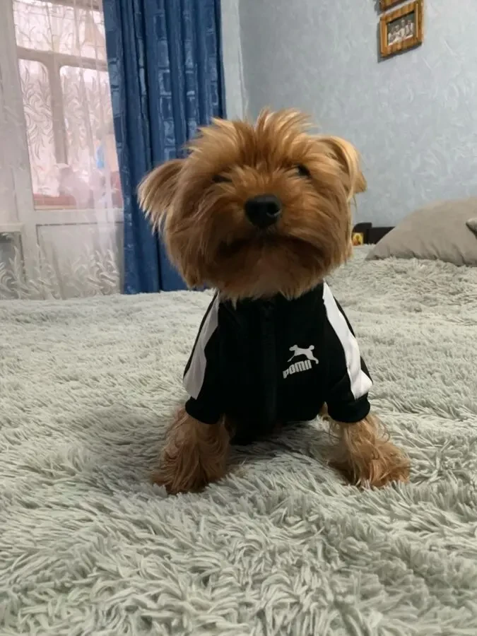 Кофта для собак 7