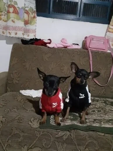 Кофта для собак 4