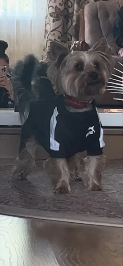 Кофта для собак 8