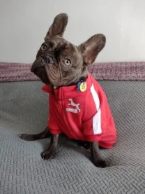 Кофта для собак