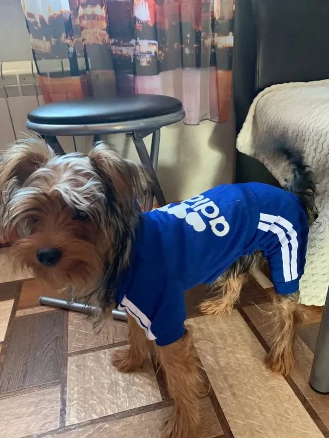 Комбінезон для собак 2