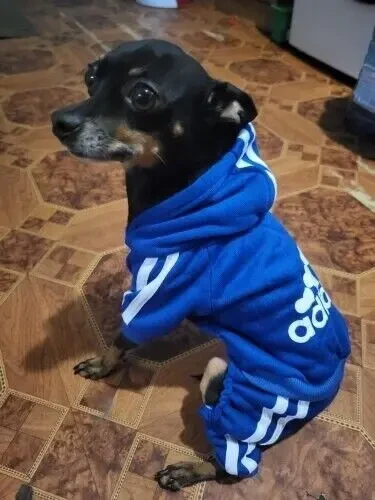 Комбінезон для собак