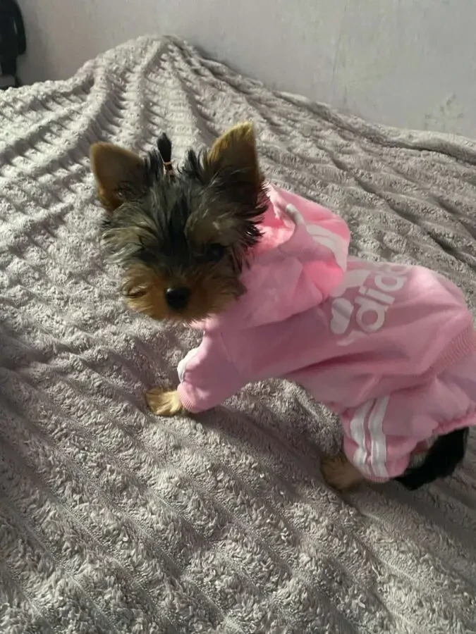 Комбінезон для собак 5