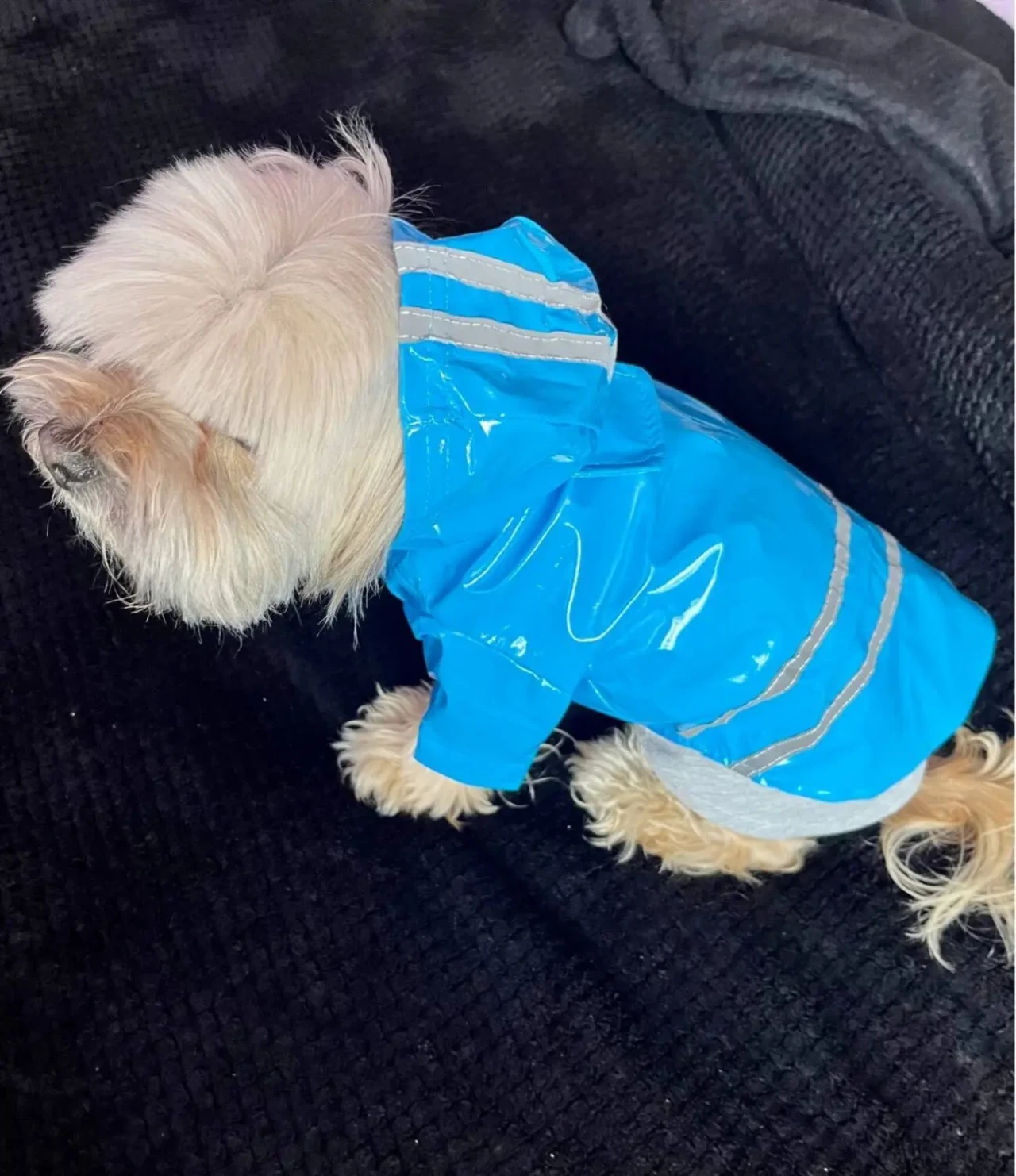 Дощовик для собак 2