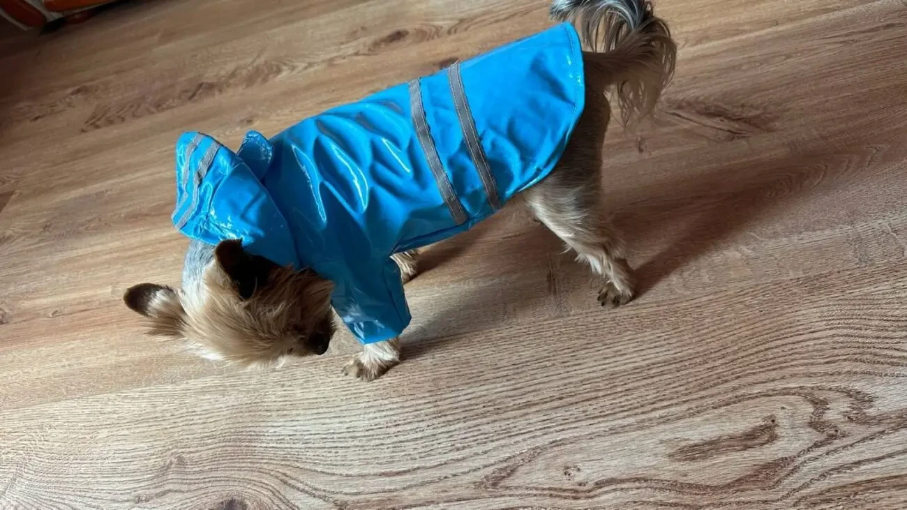 Дощовик для собак 3