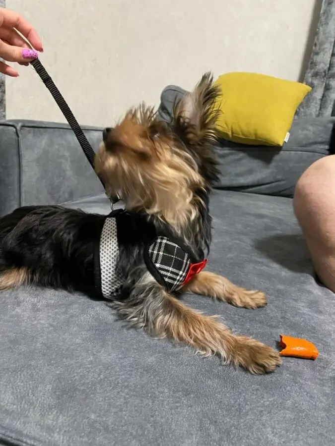 Шлейка стильна для собак 4